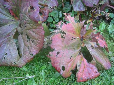 Ligularia_dentata_Desdemona_27692.jpg