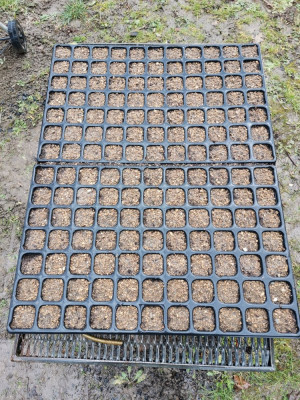 Kohlrabi 20260207_3.jpeg