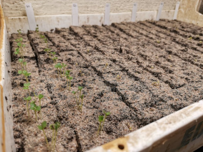 Cima di Rapa 20260207.jpeg
