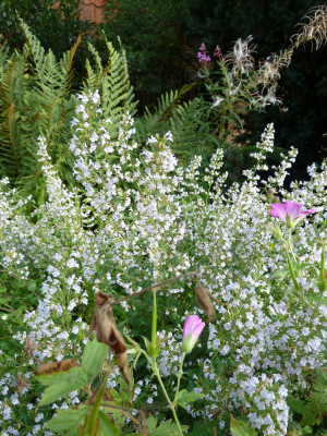 Calamintha nepeta_P1020853.JPG