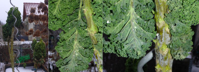 20260207_Schlaffer-grauer Grünkohl.jpg