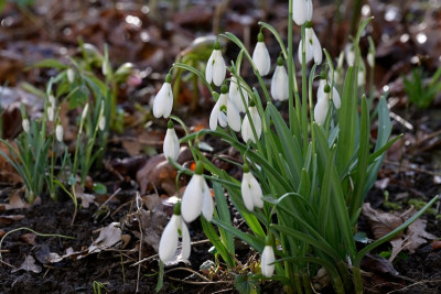 Galanthus 'Magnet' und Galanthus nivalis
