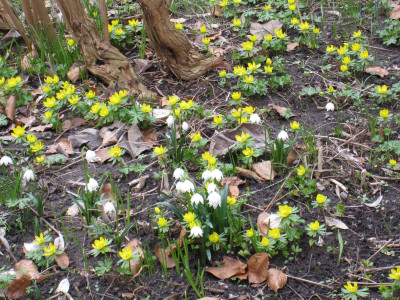 Eranthis und Märzbecher_0024.JPG
