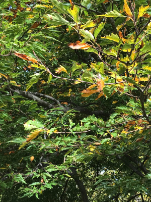 Fagus sylv. ´Laciniata´ (1).JPG