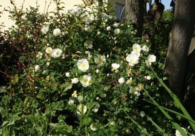 Rosa_pimpinellifolia-DoubleCream.23-2.jpg