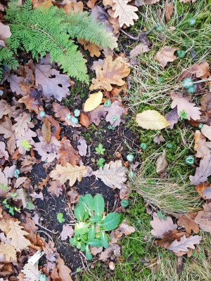 20241126_151743.jpeg