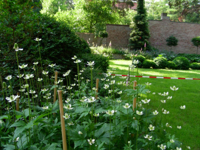 Anemone cylindrica.JPG