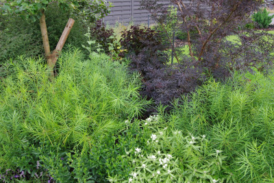 Amsonia, Anapahlis, Sambucus nigra.JPG