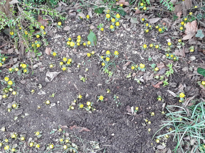 Eranthis hyemalis