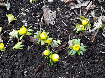 Eranthis hyemalis