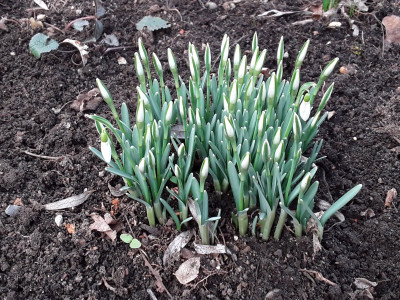 Galanthus nivalis