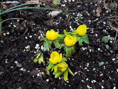 Eranthis hyemalis