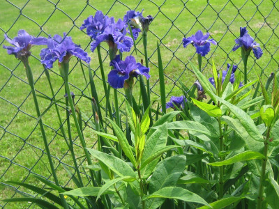 Iris sib. 'Plissée''_5271.JPG