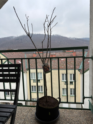 IMG_1546.jpeg