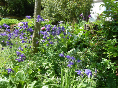 Aquilegia_P1040104.JPG