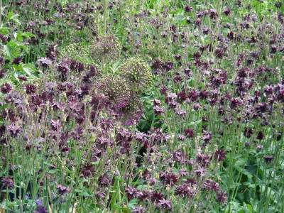 Aquilegia caerulea ´Black Barrow´ (3).JPG