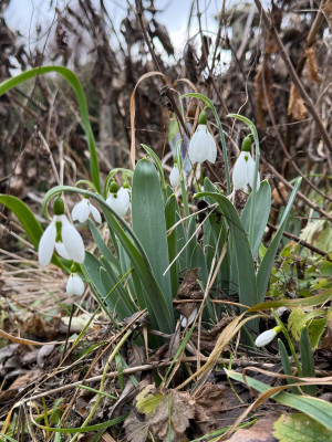 G. elwesii verschiedene Sorten