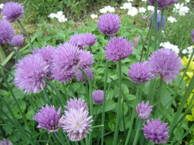 Allium schoenoprasum_9637.JPG