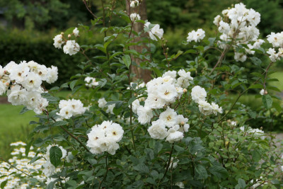 'Katharina Zeimet'