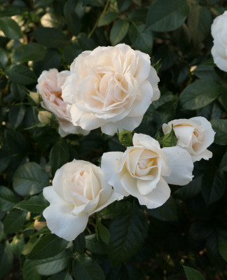 'Lions Rose'