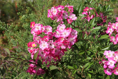'Mozart'