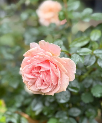 Garden of Roses
