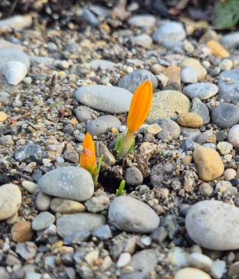 20260210_164031 Crocus ancyr Golden Bunch.jpg