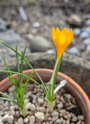 20260210_170341 Crocus ancyrensis Wildform.jpg