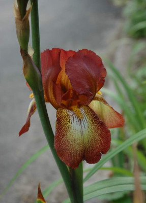 DSC_2444meraniris2.jpg