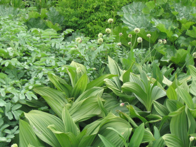 Veratrum und Sanguisorba alpina-allium victoriale.JPG