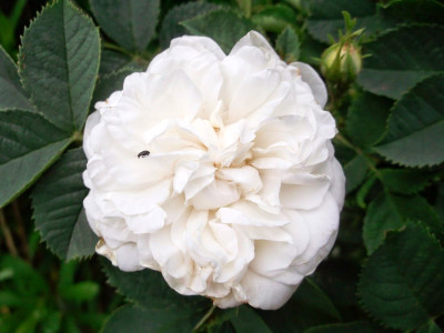DSCF3900.JPG