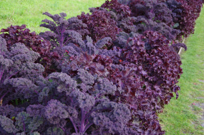 Brassica rot (3).JPG