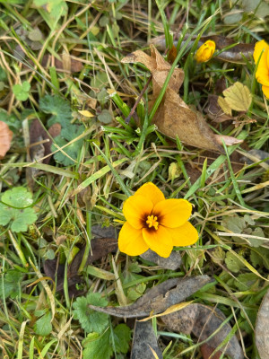 Crocus chrysanthus vermutlich: 'Fuscotinctus'