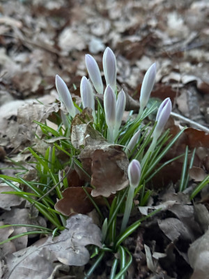 verwilderte Tommis im Wald ( etwas weißlicher)