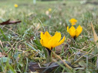 Crocus chrysanthus vermutlich: 'Fuscotinctus'