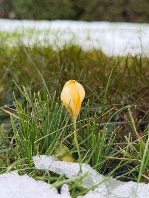 Crocus chrysanthus 'Cream Beauty'
