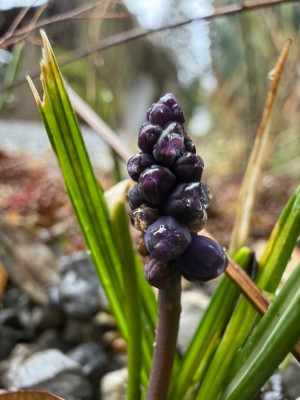 Muscari neglectum