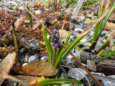 Muscari neglectum