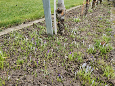 Krokus Geophytenmulch 20260208.jpeg
