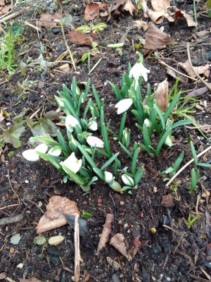 Galanthus nivalis Flore Pleno