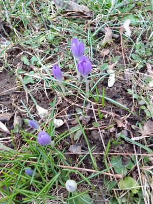 Crocus tommasianus