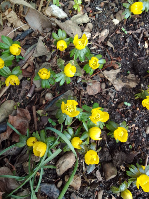 Eranthis hyemalis
