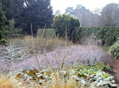 Eibe_aus_Hecke_CambridgeBotGarden.jpg