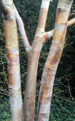 Betula_mehrstammig_Wintergarten_CabridgeBotGarden.jpg