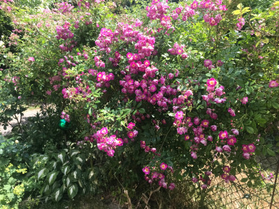 IMG_2034.jpeg