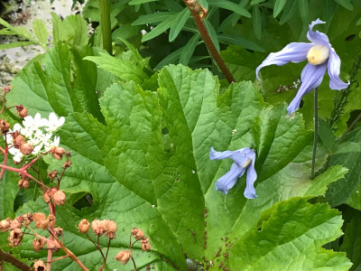 Clematis integr. und Darmera (1).JPG