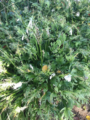 Hosta Schneckenfraß.JPG