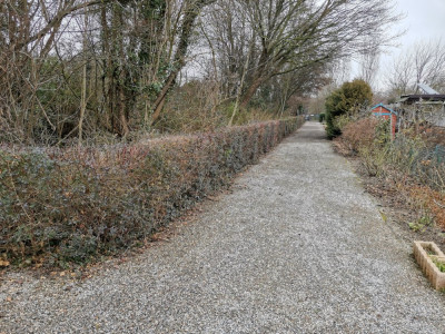 Hecke geschnitten.jpeg