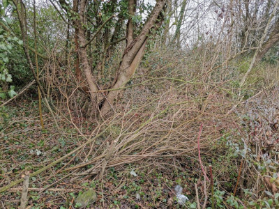 Hecke geschnitten Haufen.jpeg
