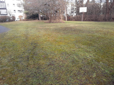 Wird eine Krokuswiese